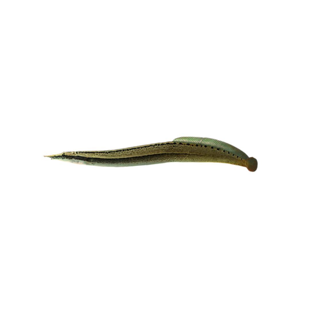 Spiny Eel - 6cm (Macrognathus sp.) (Live Fish)