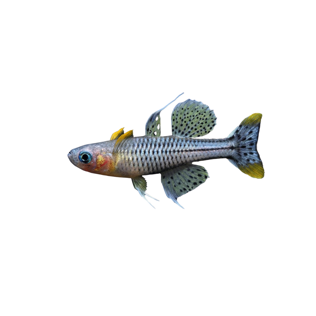 Spotted Blue Eyes Aru II - 2cm (Pseudomugil gertrudae) (Live Fish)