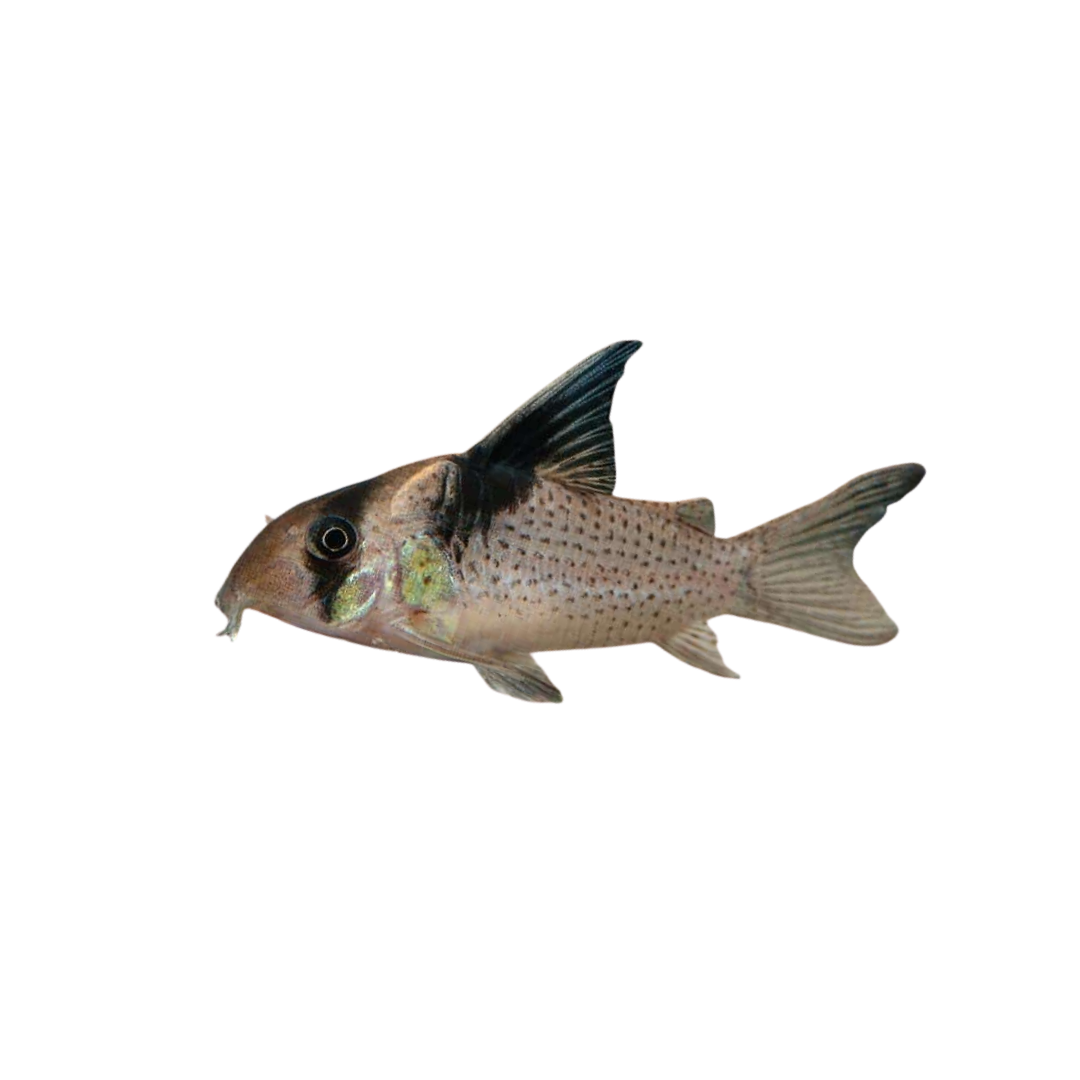 Spotted Cory - 3.5cm (Corydoras melanistius) (Live Fish)