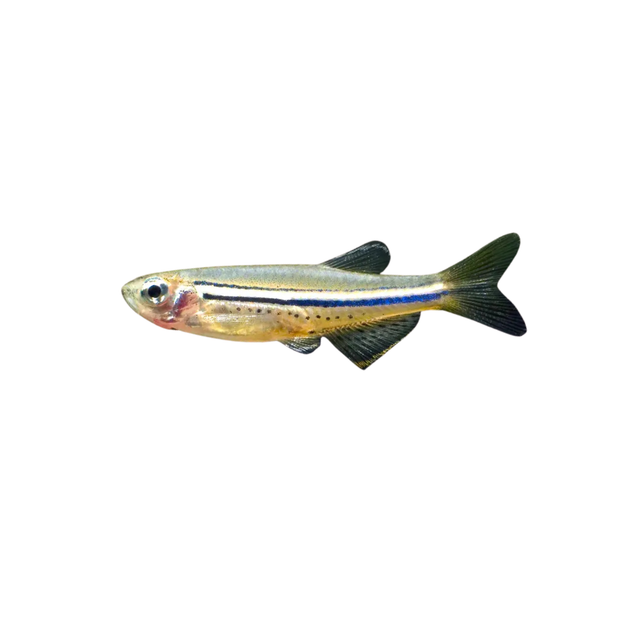 Spotted Danio