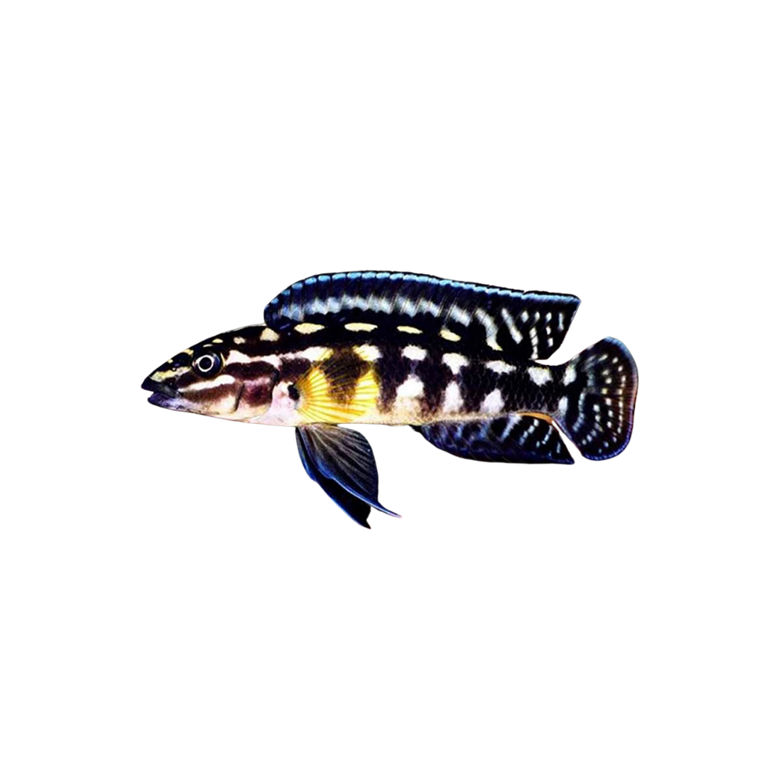 Spotted Julie - 3cm (Julidochromis marlieri) (Live Fish)