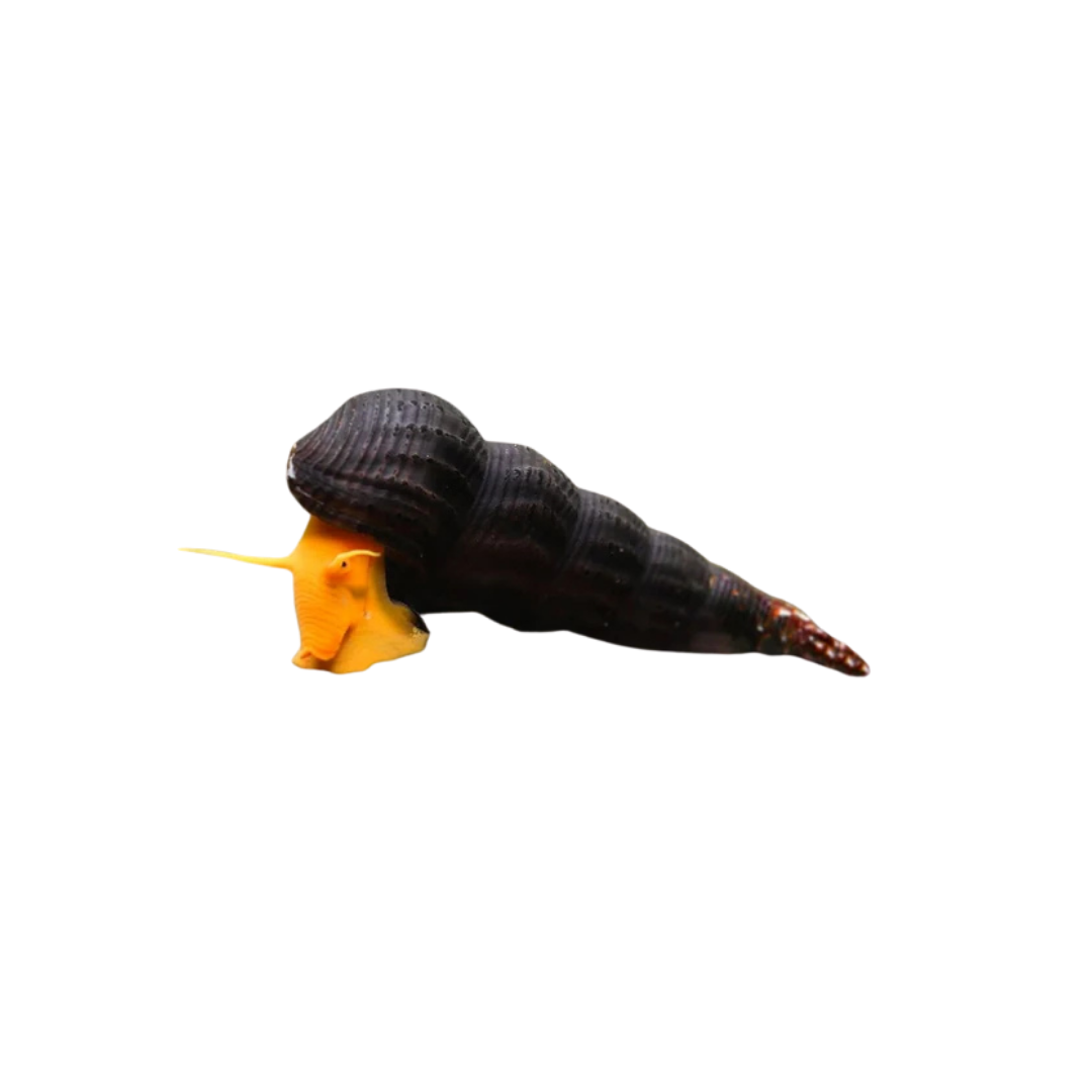 Sulawesi Rabbit Snail (Black Shell) - 1-2cm (Tylomelania sp.) (Live Snail)