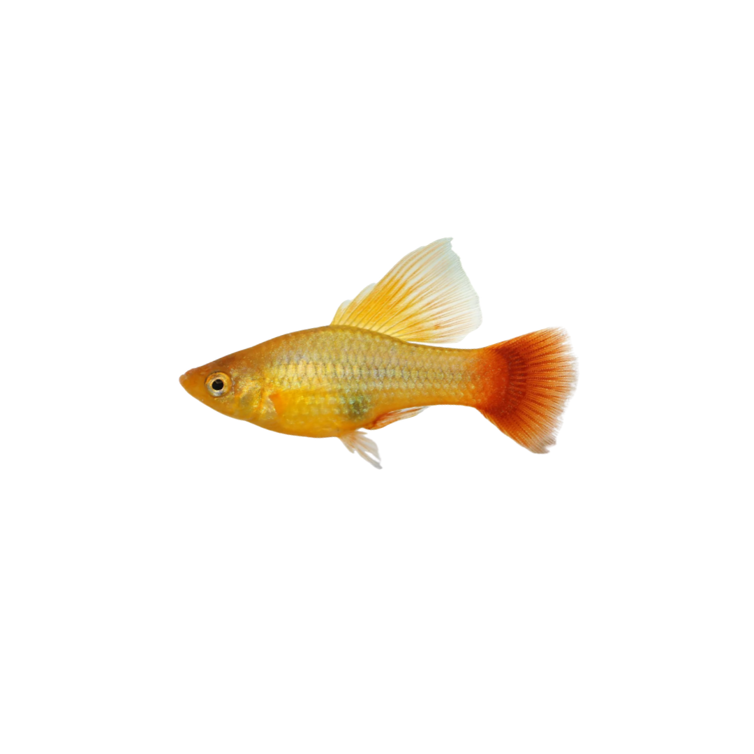 Sunrise HiFin Platy - 3cm (Xiphophorus maculatus) (Live Fish)