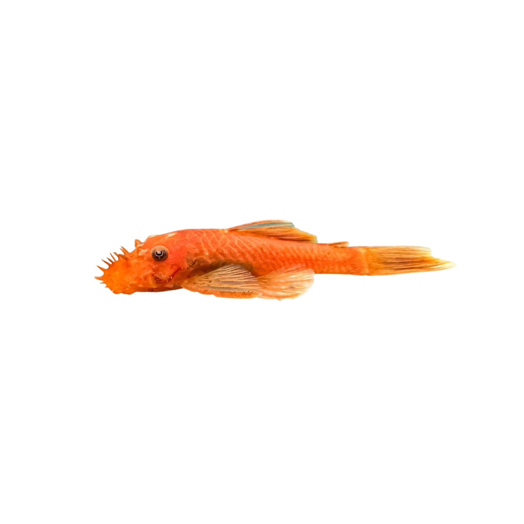 Super Red Bristlenose - 3.5cm (Ancistrus sp.) (Live Fish)