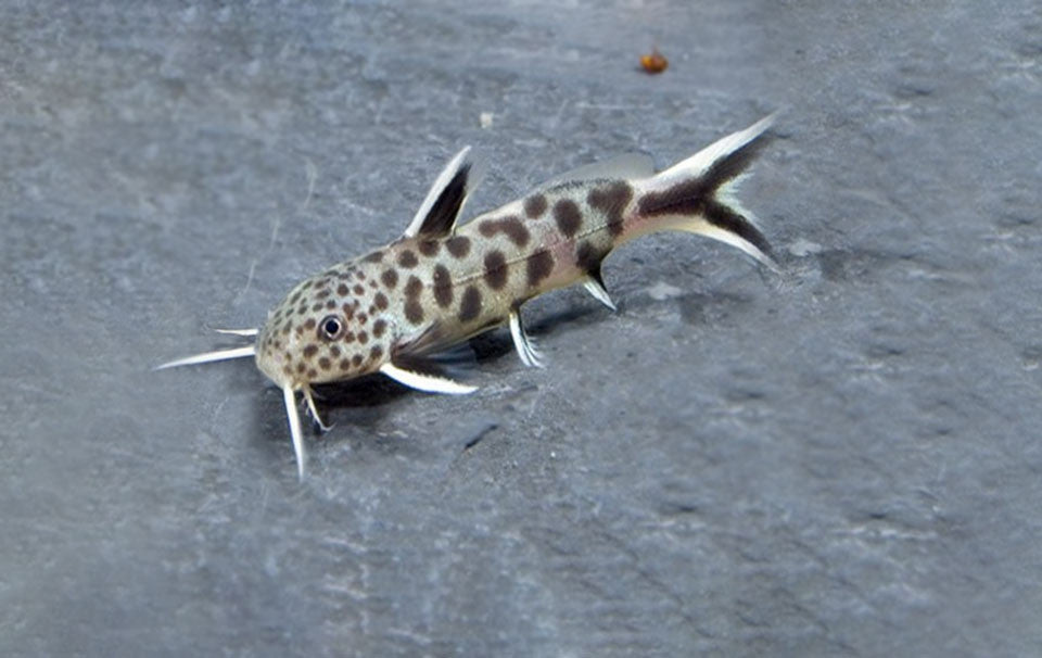 Synodontis Petricola - Local Bred