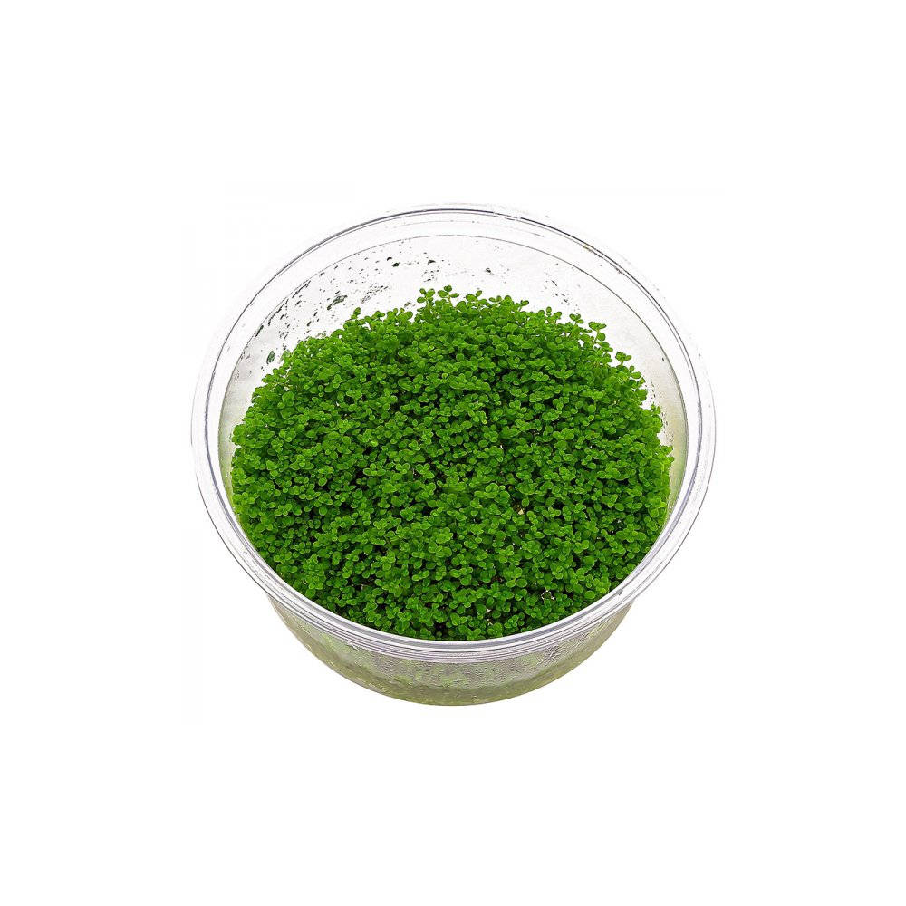 HC Cuba | Tissue Culture