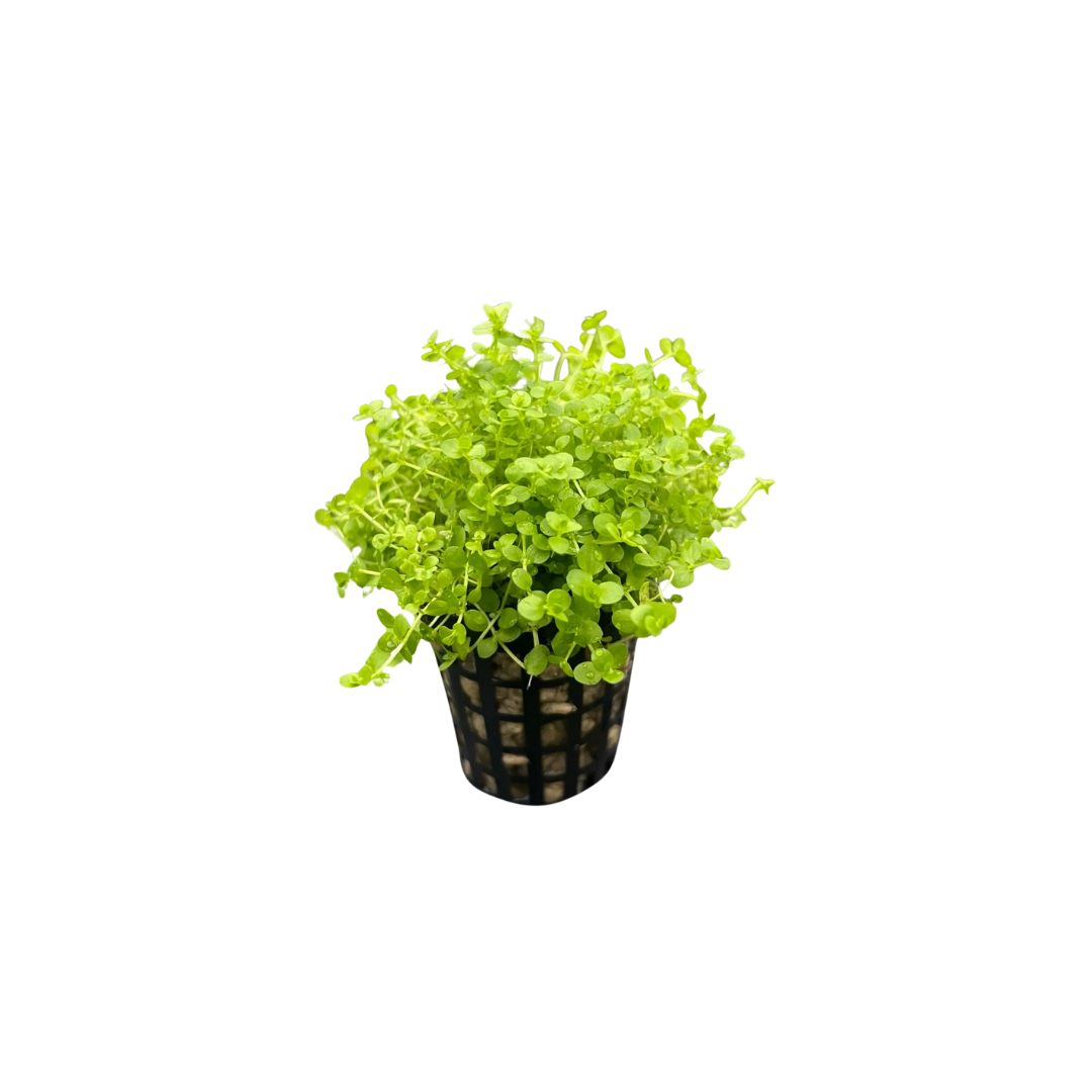 Takashi Carpet - Pot (Micranthemum umbrosum) (Live Aquarium Plant)