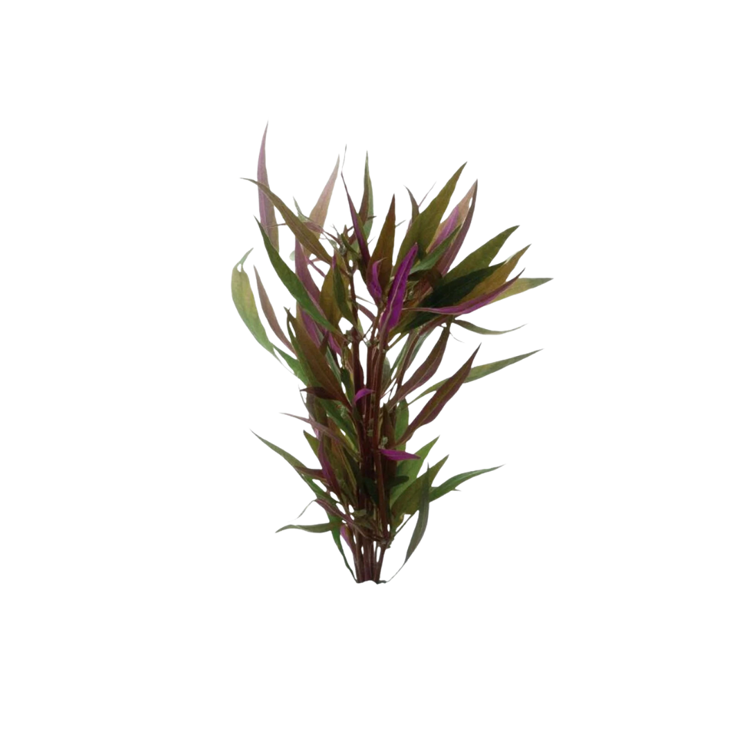 Telanthera - Bunch (Alternanthera reineckii) (Live Plant)