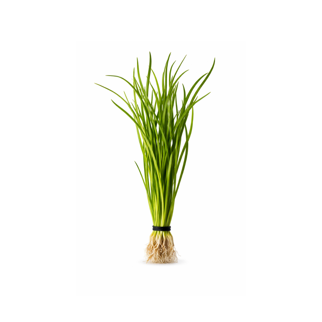 Thin Vallisneria (Vallisneria nana) - Bunch (Live Plant)