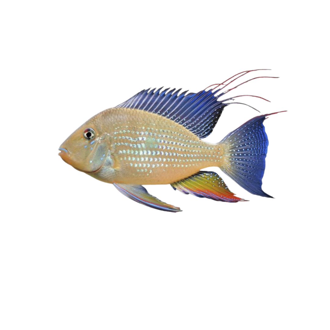 Threadfin Heckelii - 3.5cm (Acarichthys heckelii) (Live Fish)