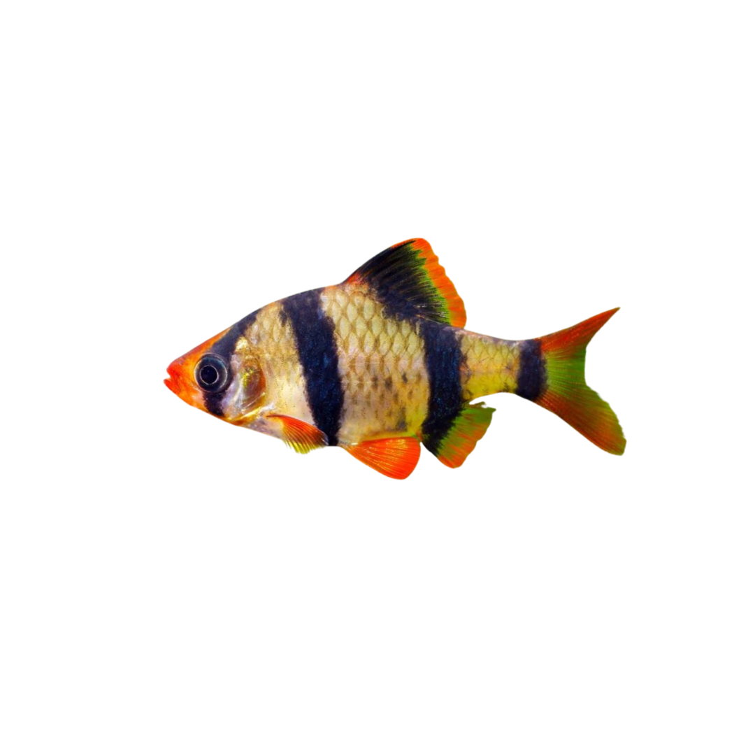Tiger Barb - 2cm (Puntigrus tetrazona) (Live Fish)