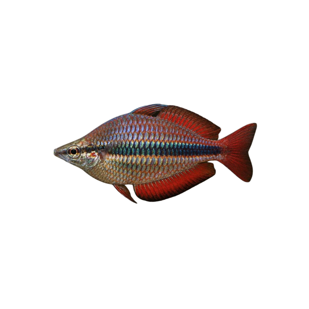Trifasciata Rainbowfish - 4cm (Melanotaenia trifasciata) (Live Fish)