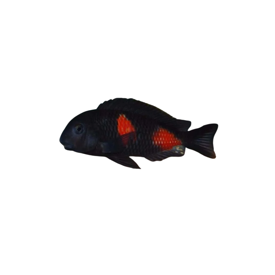 Tropheus Bulu Point - 4cm (Tropheus moorii) (Live Fish)