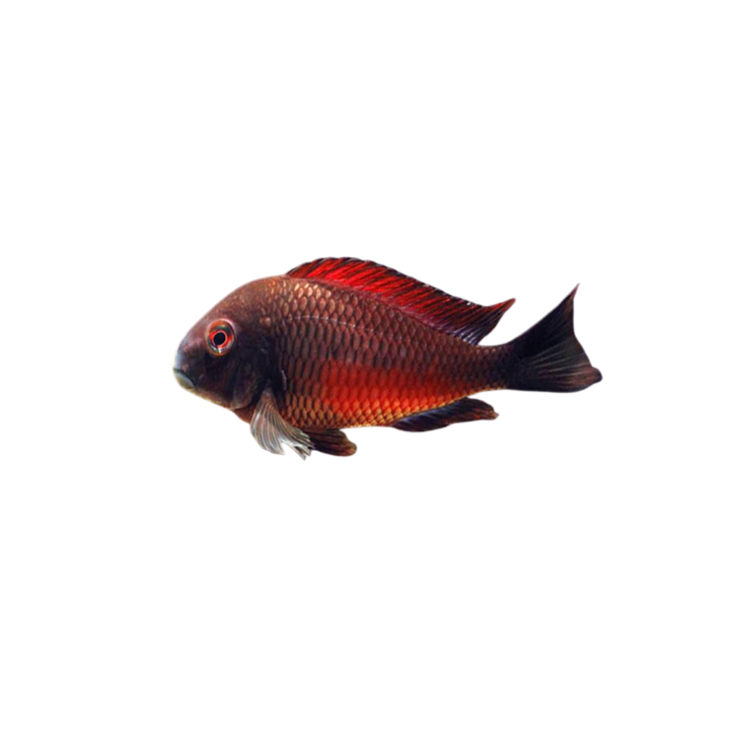 Tropheus Moliro - 6cm (Tropheus sp. 'Moliro') (Live Fish)