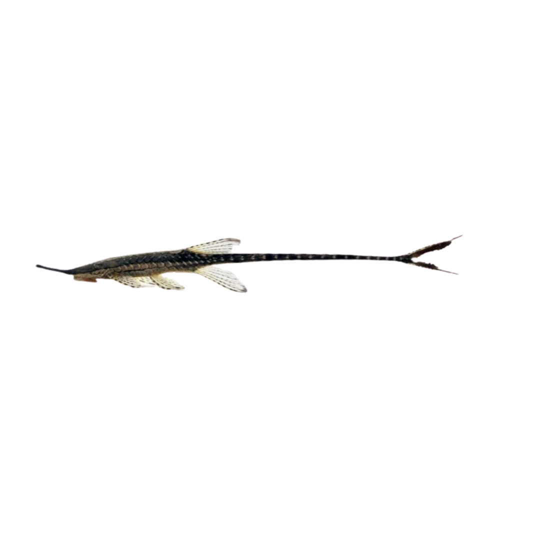 Twig Catfish Farlowella - 9cm (Farlowella sp.) (Live Fish)