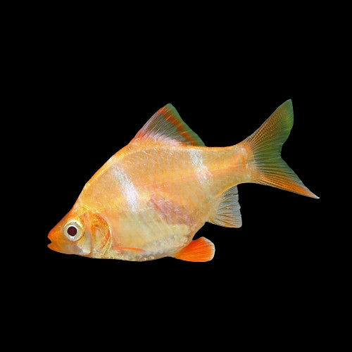 Albino Tiger Barb