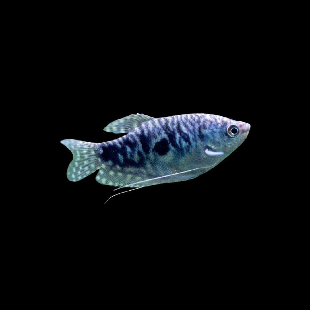 Opaline Gourami