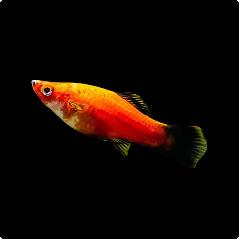 Red Wagtail Platy
