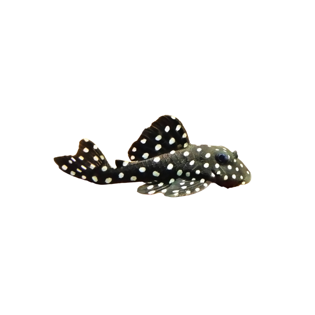 L201 Orinoco Angel Pleco - 4cm (Live Fish)