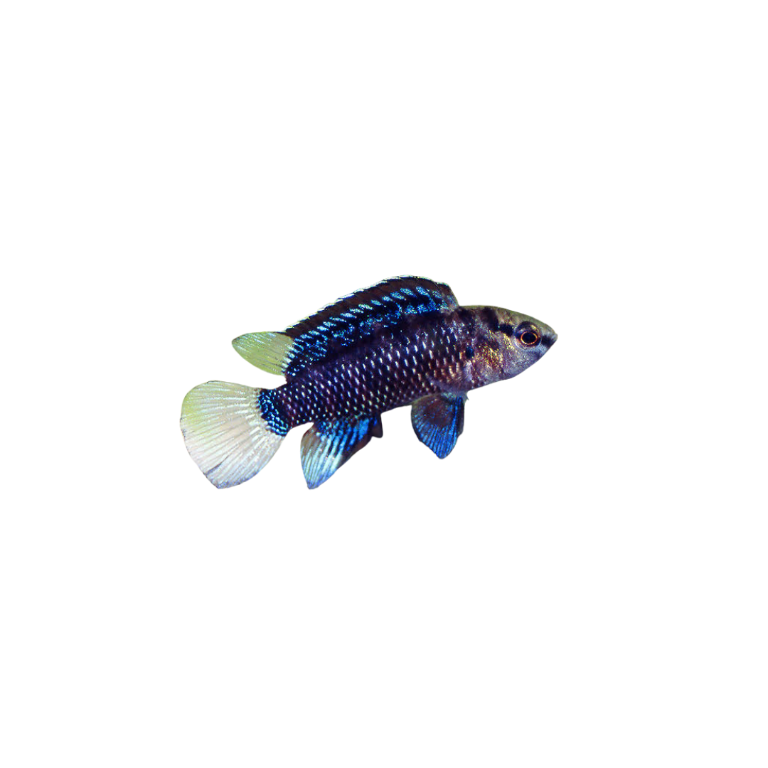 Blue Badis - 1.5cm (Badis badis) (Live Fish)