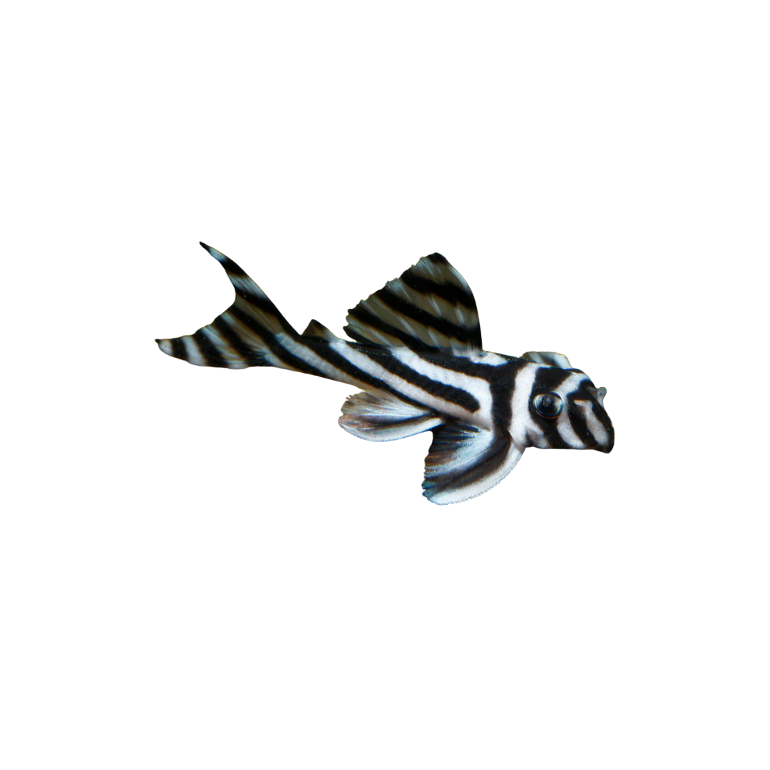 Zebra Pleco - 4.5cm (Hypancistrus zebra) (Live Fish)