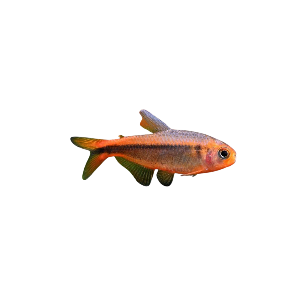 Fire Ant Tetra - 2cm (Hyphessobrycon amandae) (Rare) (Live Fish)