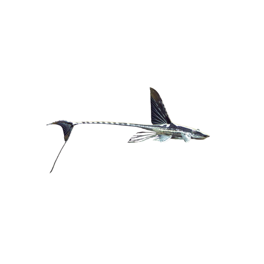 Royal Whiptail - 5cm (Sturisoma aureum) (Live Fish)