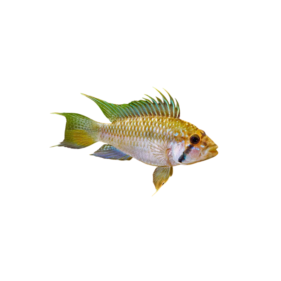 Apistogramma barlowi - Pair (Live Fish)