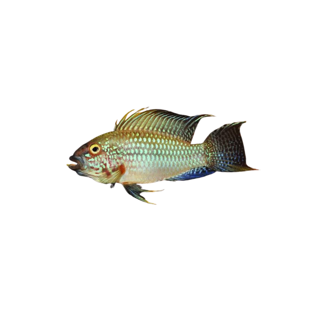 Apistogramma megastoma - Pair (Live Fish)