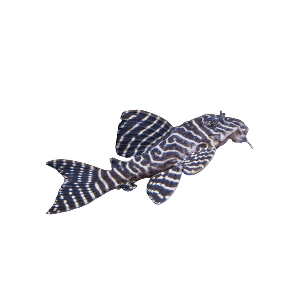 L333 King Tiger Pleco - 5cm Sub-Adult (Limited Stock)