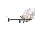 Longnose Whiptail Catfish (Sturisoma barbatum) (Live Fish)