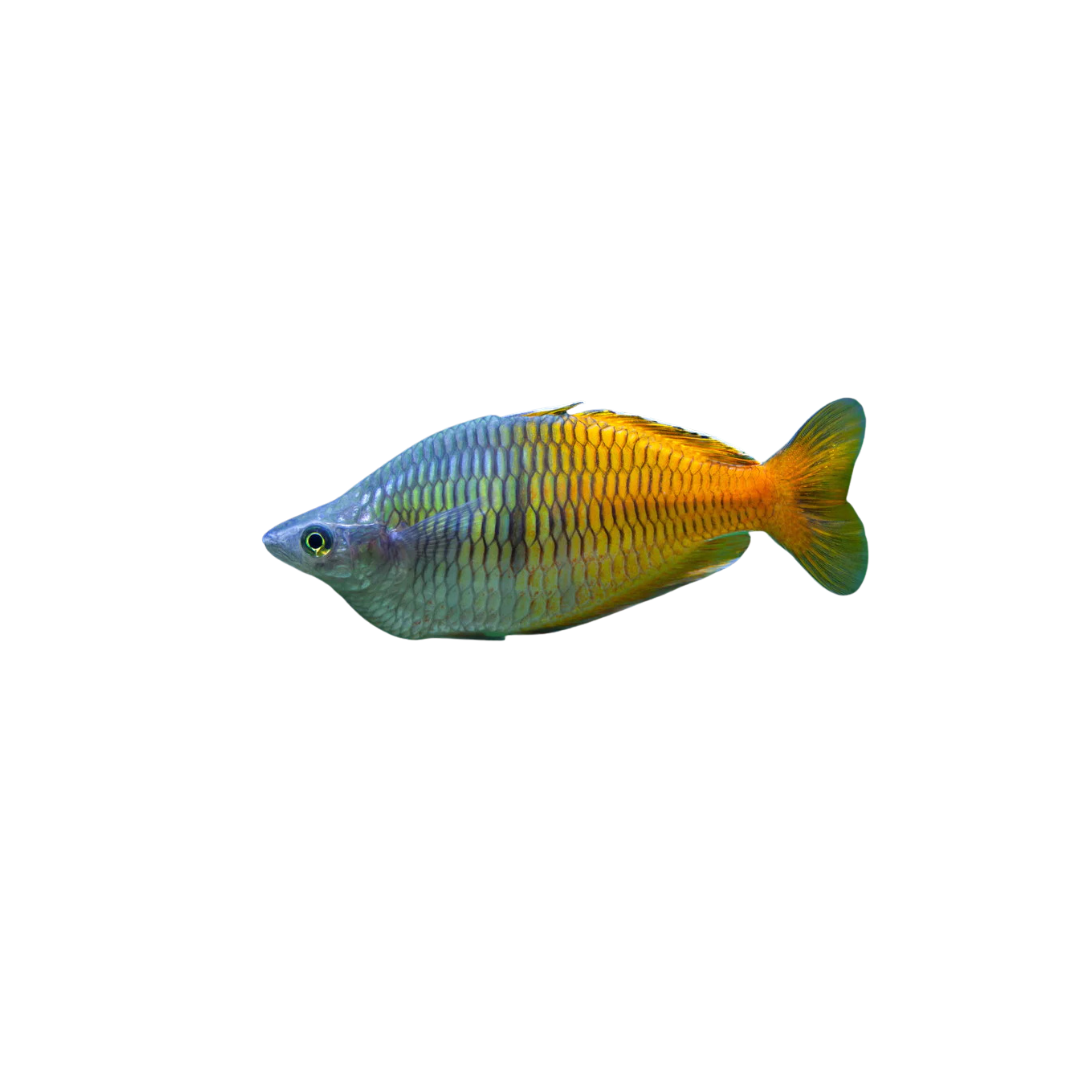 Boesemani Rainbowfish - 10cm Adult (Melanotaenia boesemani) (Live Fish)
