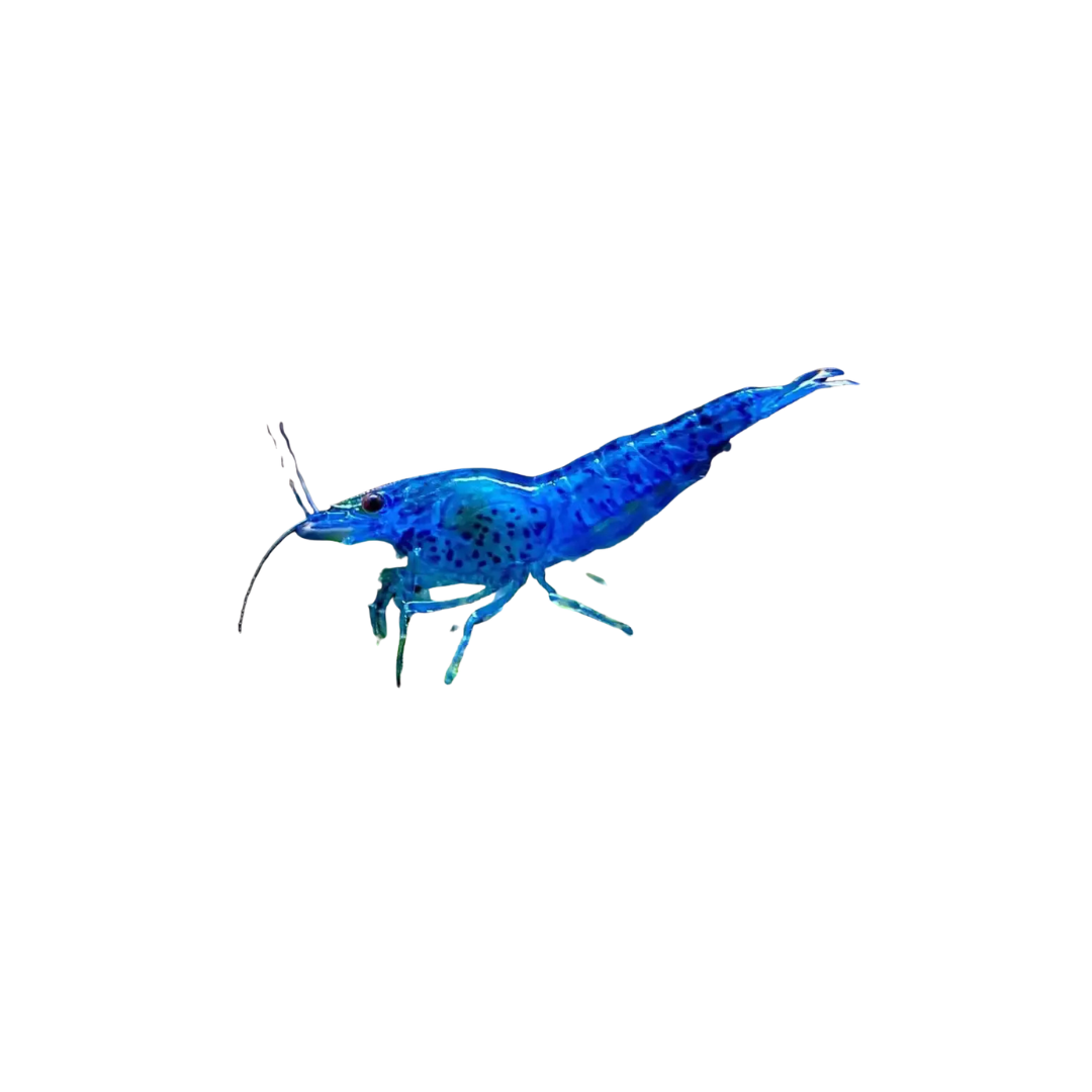 Blue Dream Shrimp - 2cm (Neocaridina davidi) (Live Shrimp)