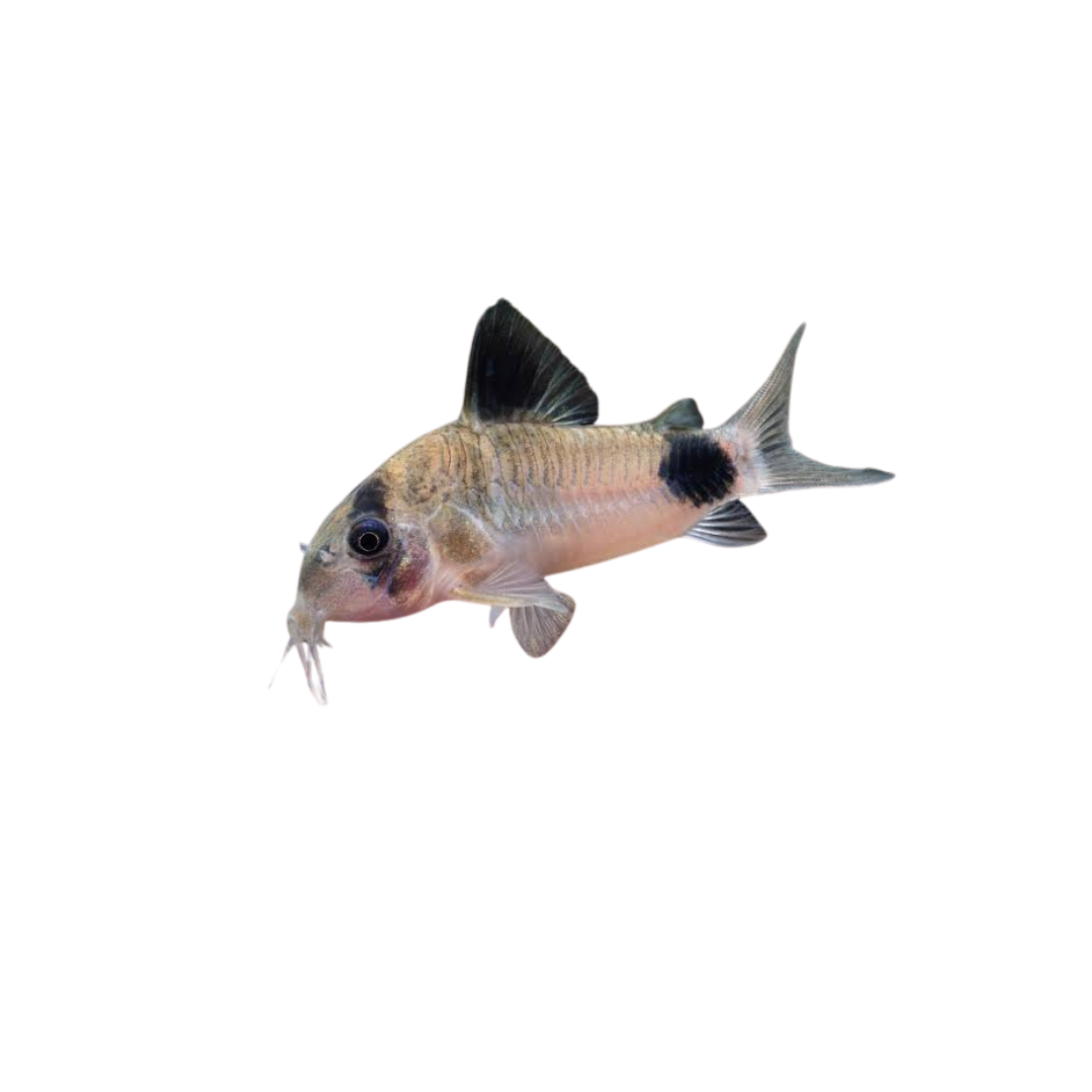 Panda Corydoras - 3.5cm (Corydoras panda) (Live Fish)