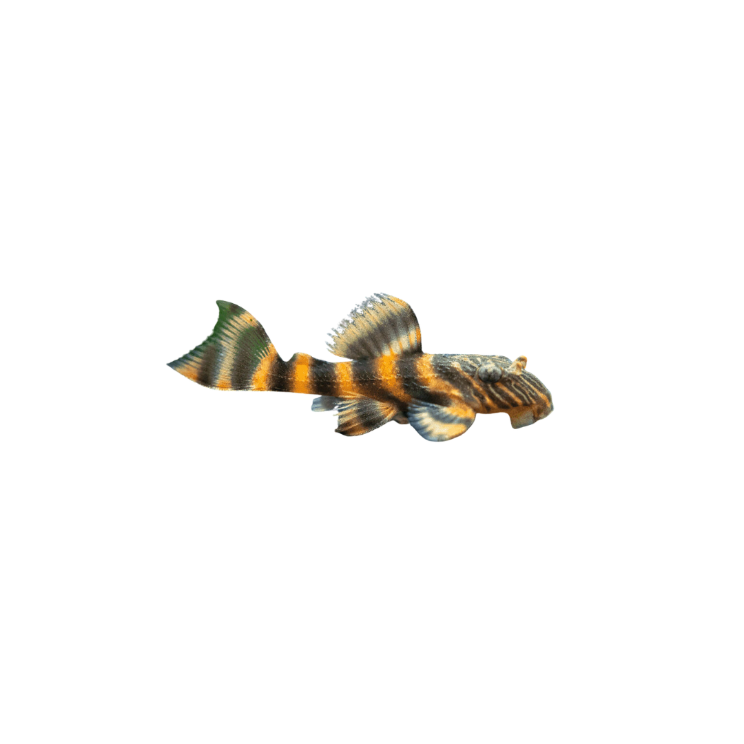 L397 Tiger Pleco - 4cm (Panaqolus sp. L397) (Live Fish)