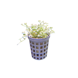Variegated Hydrocotyle tripartita Pot (Live Plant)