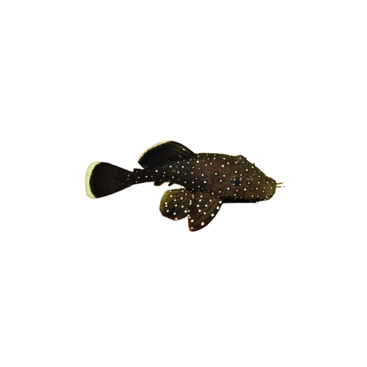 L181 Peppermint Bristlenose - 3.5cm (Ancistrus sp. L181) (Live Fish)