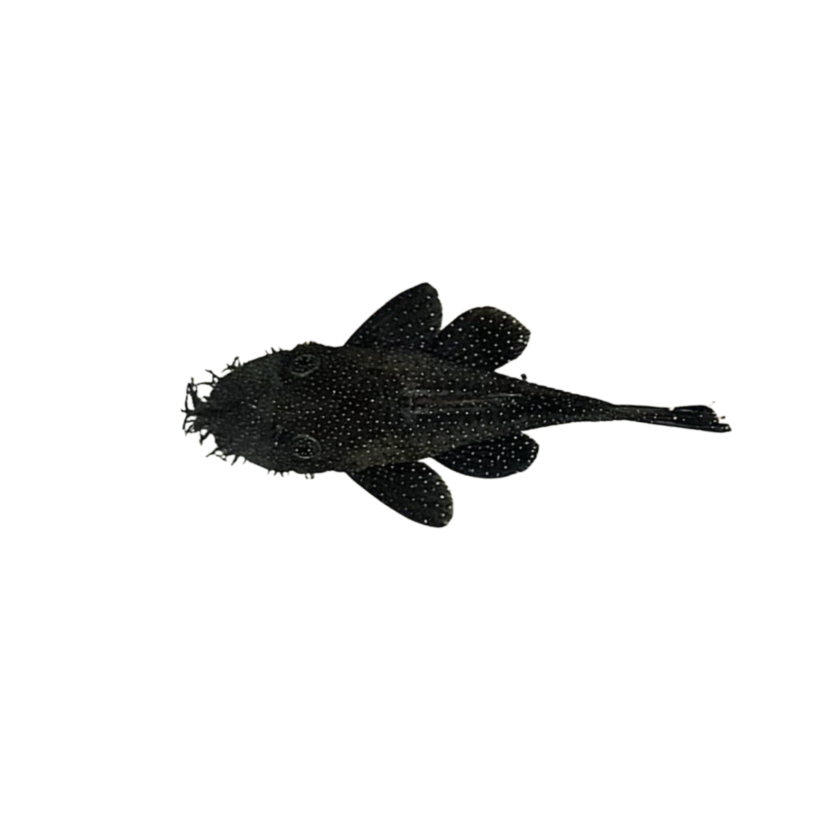 L181 Peppermint Bristlenose - 8cm Sub-Adult (Ancistrus sp. L181) (Live Fish)