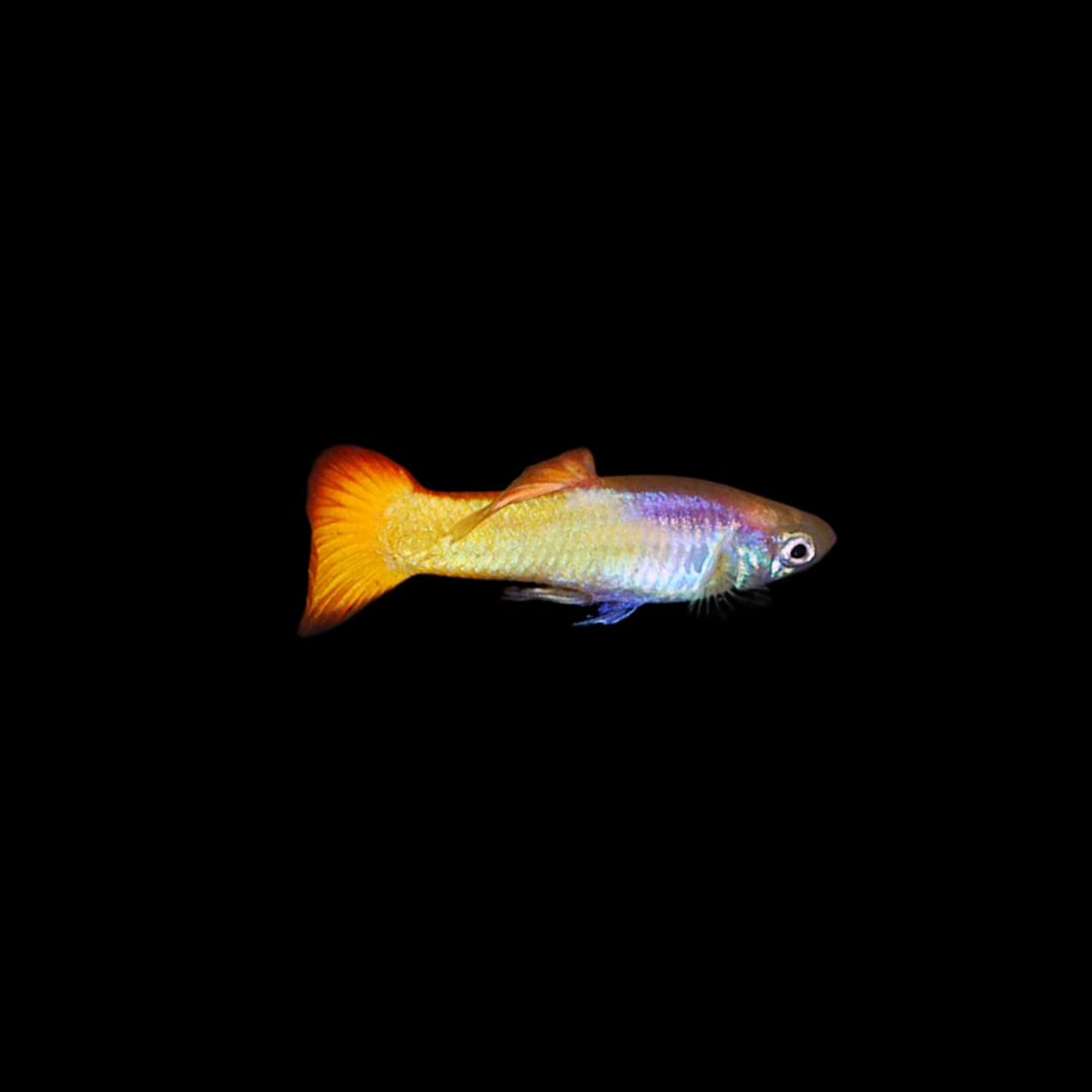 Yellow Micariff Guppy
