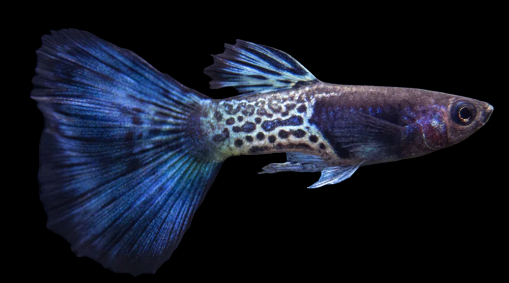 Blue Snake-Skin Guppy (Pair)