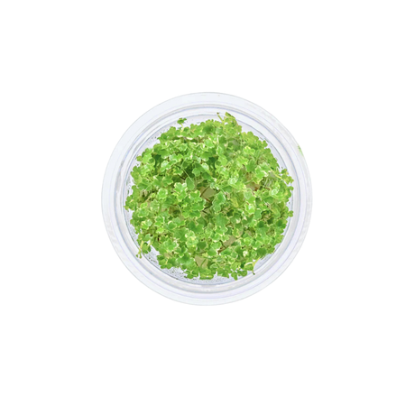 Variegated Hydrocotyle tripartita Pot (Live Plant)
