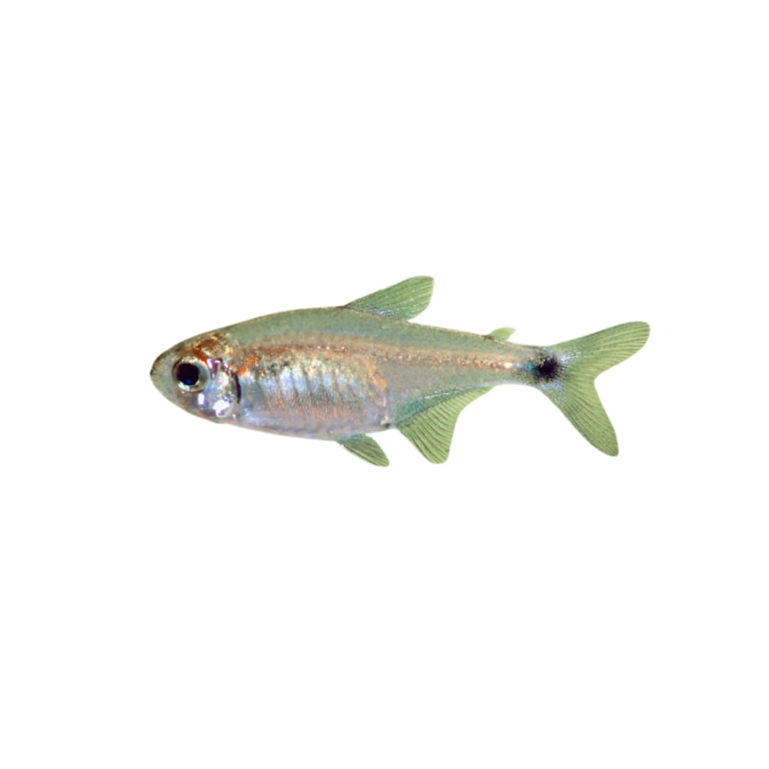 Veilfin Tetra - 3.5cm (Hyphessobrycon elachys) (Live Fish)