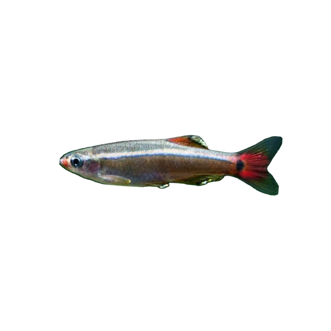 White Cloud Minnow - 2cm (Tanichthys albonubes) (Live Fish)