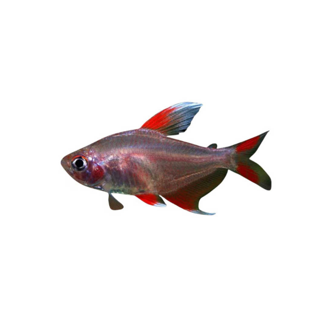 White Fin Ornate Tetra - 4cm (Hyphessobrycon bentosi) (Live Fish)