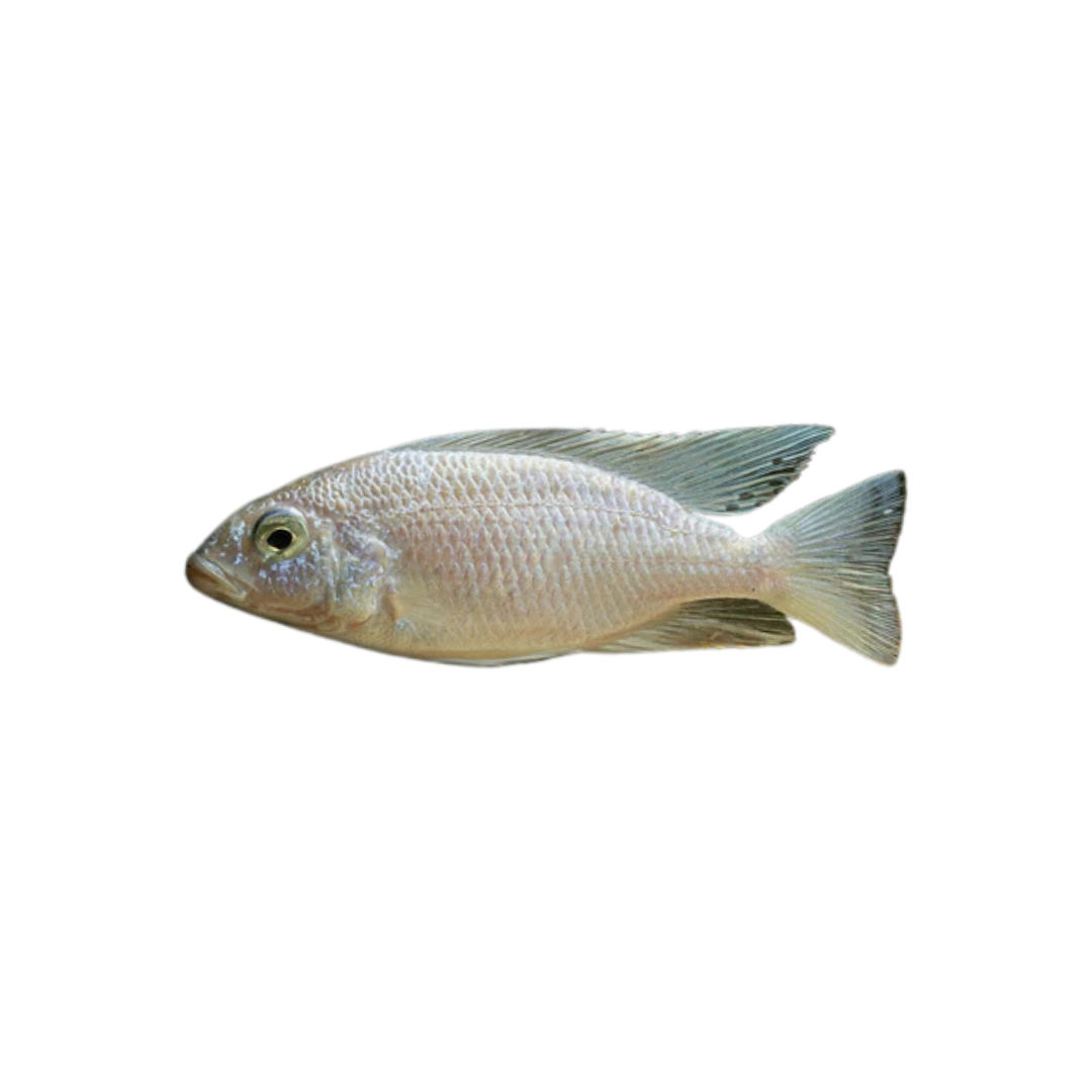 White Knight Cichlid - 6cm (Sciaenochromis fryeri) (Live Fish)