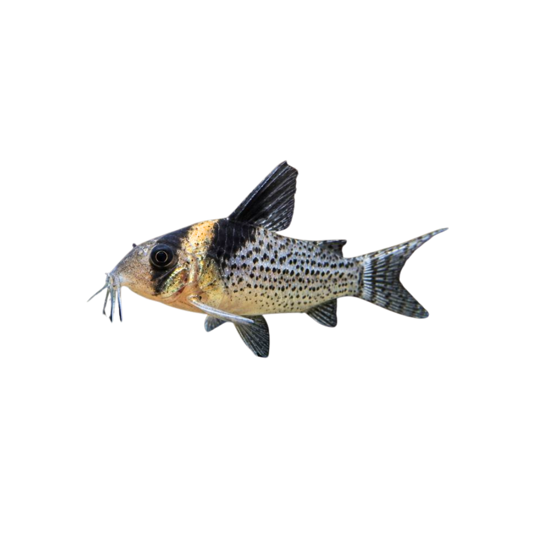 Wotroi Corydoras - 4cm (Hoplisoma wotroi) (Live Fish)