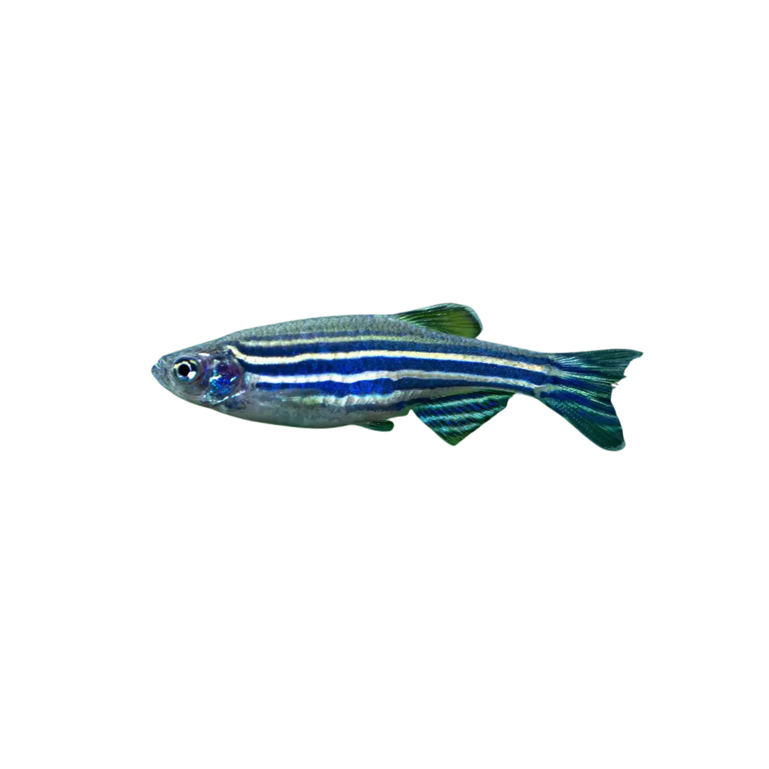 Zebra Danio - 5cm (Danio rerio) (Live Fish)
