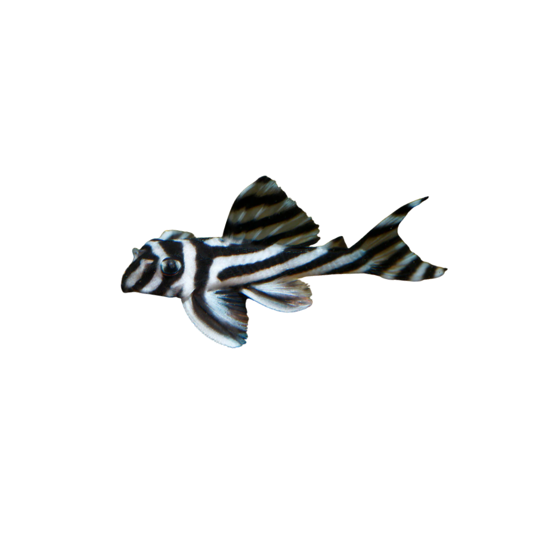 Zebra Pleco - 4.5cm (Hypancistrus zebra) (Live Fish)