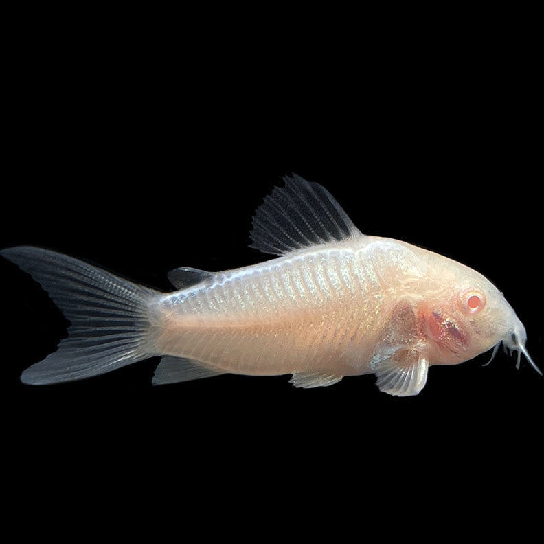 Albino Corydoras (3-4cm)