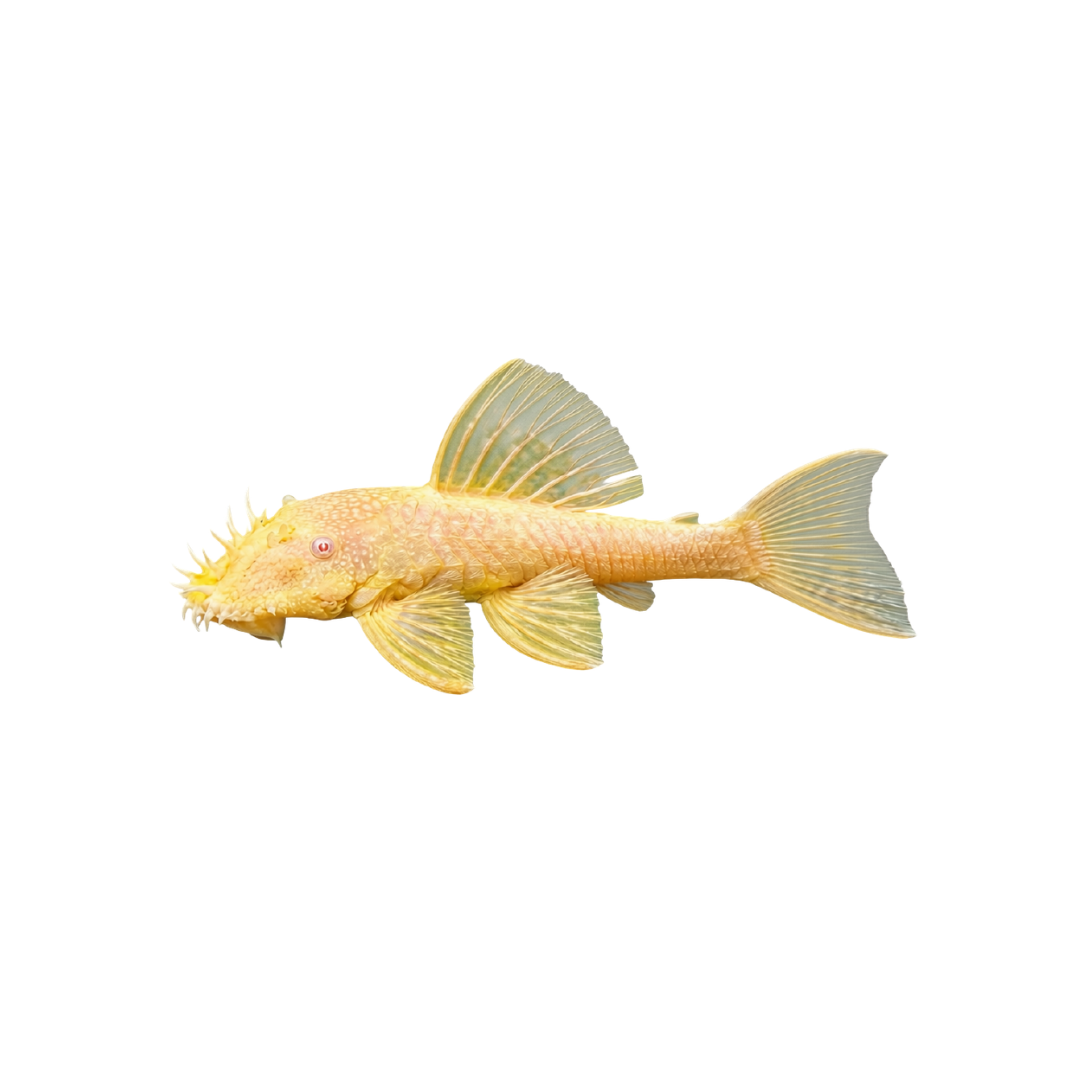 Albino Bristlenose - 4cm (Ancistrus sp.) (Live Fish)
